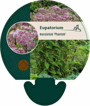 Eupatorium maculatum 'Phantom' P9 - afbeelding 1