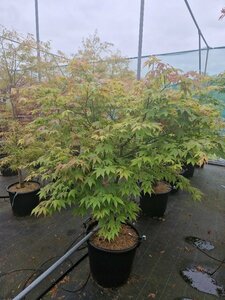Acer palmatum 'Osakazuki' 50/60 C.  - afbeelding 4