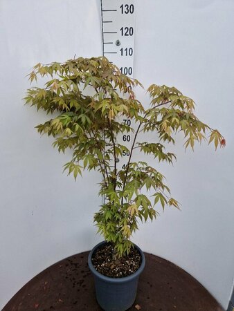 Acer palmatum 'Osakazuki' 50/60 C.  - afbeelding 3