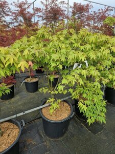 Acer palmatum 'Osakazuki' 50/60 C.  - afbeelding 2