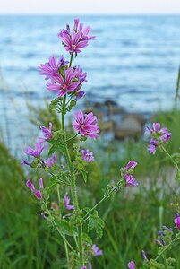 Malva sylvestris P9 - afbeelding 1