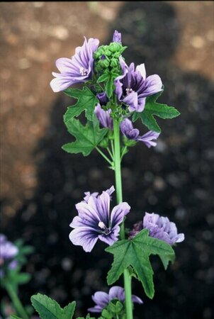 Malva sylvestris P9 - afbeelding 2