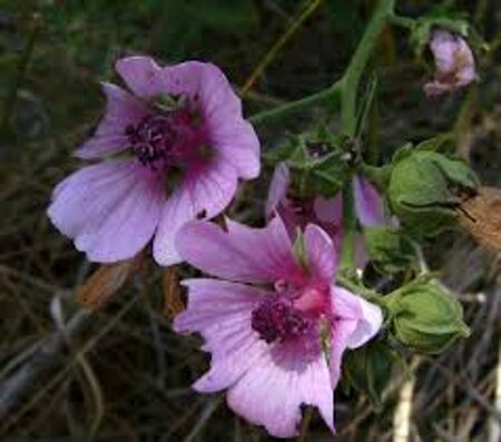 Althaea cannabina P9