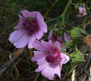 Althaea cannabina P9