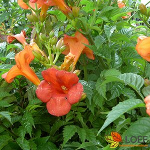 Campsis tagliabuana 'Mme Galen' 60/80 C.