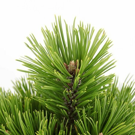 Pinus heldreichii 'Compact Gem' 30/40 C. - afbeelding 1