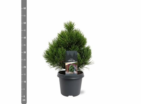 Pinus heldreichii 'Compact Gem' 30/40 C. - afbeelding 3
