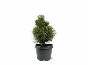 Pinus heldreichii 'Compact Gem' 30/40 C. - afbeelding 6