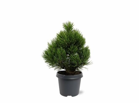 Pinus heldreichii 'Compact Gem' 30/40 C. - afbeelding 4