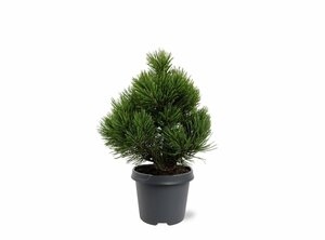 Pinus heldreichii 'Compact Gem' 30/40 C. - afbeelding 4