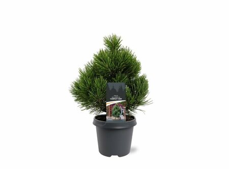 Pinus heldreichii 'Compact Gem' 30/40 C. - afbeelding 5