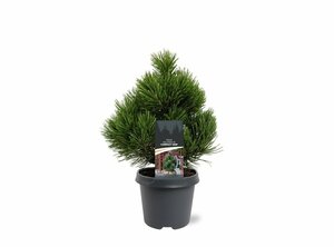 Pinus heldreichii 'Compact Gem' 30/40 C. - afbeelding 5