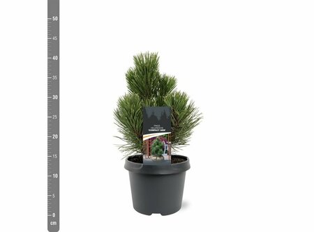 Pinus heldreichii 'Compact Gem' 30/40 C. - afbeelding 8