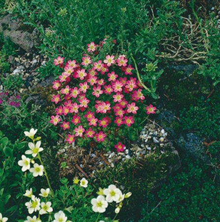 Saxifraga 'Pixie' P11