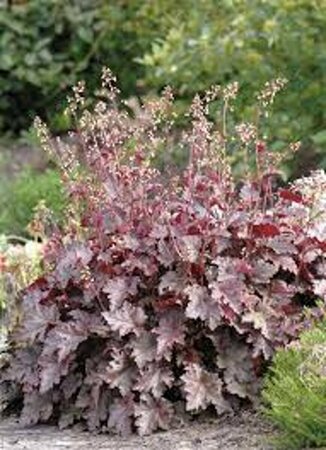 Heuchera 'Melting Fire' P11 - afbeelding 2
