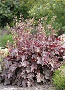 Heuchera 'Melting Fire' P11 - afbeelding 2