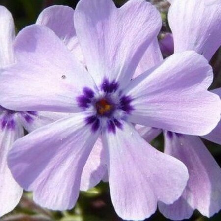 Phlox subulata 'Benita' P9 - afbeelding 1
