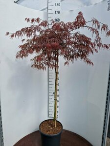 Acer palmatum 'Inaba-shidare' ST. 60 C. - afbeelding 2