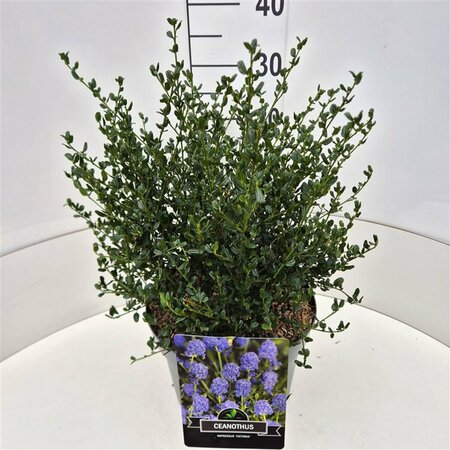 Ceanothus impressus 'Victoria' 30/40 C. - afbeelding 3