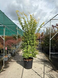 Acer palmatum 'Orange Dream' 40/50 C. - afbeelding 4