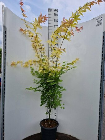 Acer palmatum 'Orange Dream' 40/50 C. - afbeelding 3