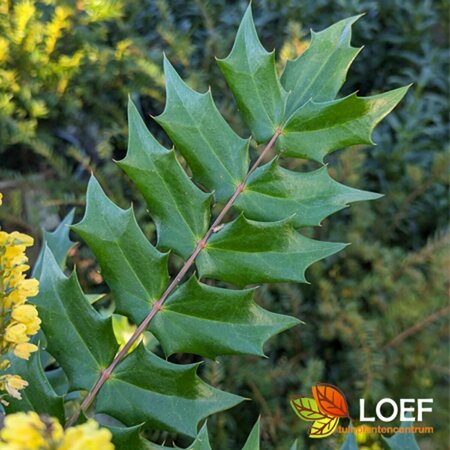 Mahonia media 'Charity' 40/50 C. - afbeelding 3