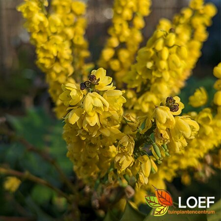 Mahonia media 'Charity' 40/50 C. - afbeelding 4