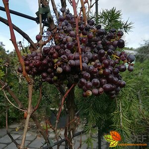 Vitis vinifera ST. 180 25-30 C.