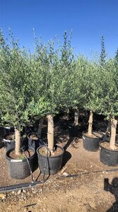 Olea europaea ST. 80 C.  - afbeelding 7