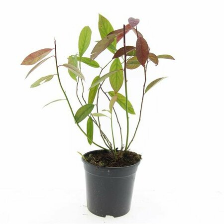 Itea virginica 'Henry's Garnet' 30/40 C. - afbeelding 1