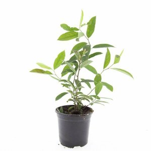 Itea virginica 'Henry's Garnet' 30/40 C. - afbeelding 4