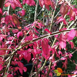 Euonymus alatus 50/60 C.  - afbeelding 3