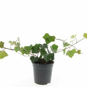 Hedera hibernica 60/80 C. - afbeelding 8
