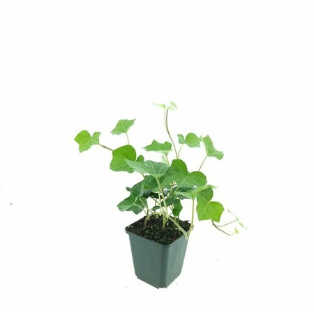 Hedera hibernica 60/80 C. - afbeelding 2