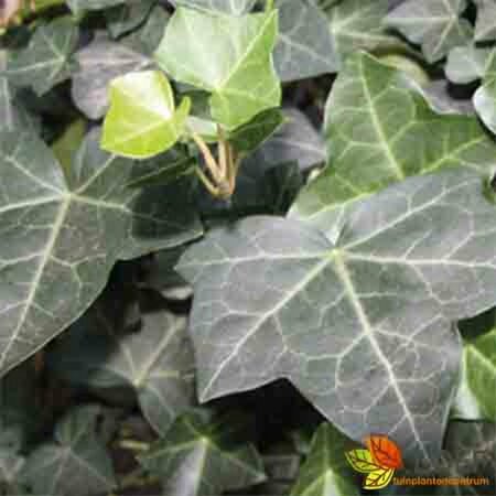 Hedera hibernica 60/80 C. - afbeelding 1