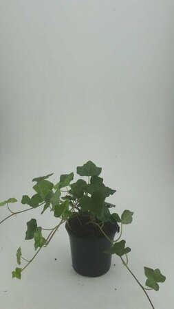 Hedera hibernica 60/80 C. - afbeelding 9