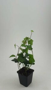 Hedera hibernica 60/80 C. - afbeelding 14