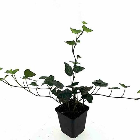 Hedera hibernica 60/80 C. - afbeelding 15
