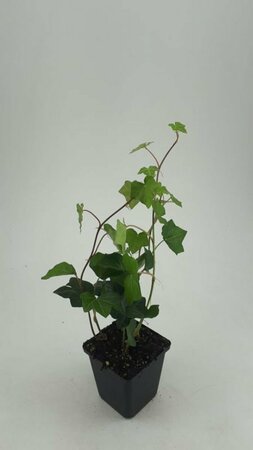 Hedera hibernica 60/80 C. - afbeelding 19
