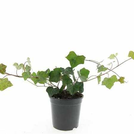 Hedera hibernica 60/80 C. - afbeelding 7