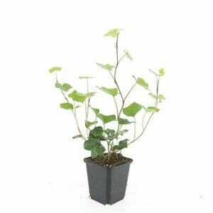 Hedera hibernica 60/80 C. - afbeelding 5