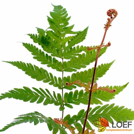 Dryopteris erythrosora P9 - afbeelding 1
