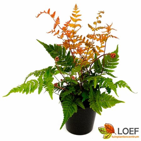 Dryopteris erythrosora P9 - afbeelding 2