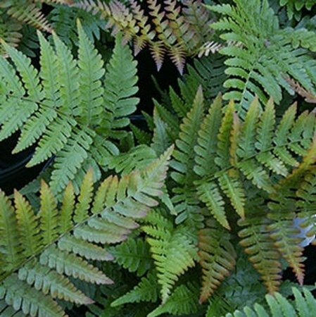 Dryopteris erythrosora P9 - afbeelding 7
