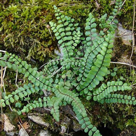 Asplenium trichomanes P9 - afbeelding 3