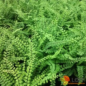 Asplenium trichomanes P9 - afbeelding 1