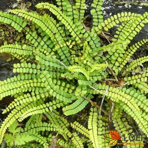 Asplenium trichomanes P9 - afbeelding 2