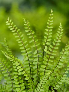 Asplenium trichomanes P9 - afbeelding 6