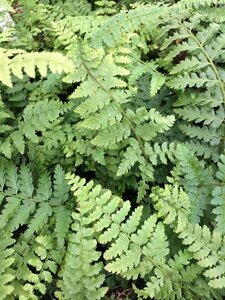 Polystichum setiferum 'Dahlem' P9 - afbeelding 6