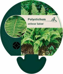 Polystichum setiferum 'Dahlem' P9 - afbeelding 4